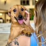 CCJ do Senado aprova PL de guarda compartilhada de animais de estimação