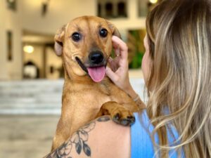 CCJ do Senado aprova PL de guarda compartilhada de animais de estimação